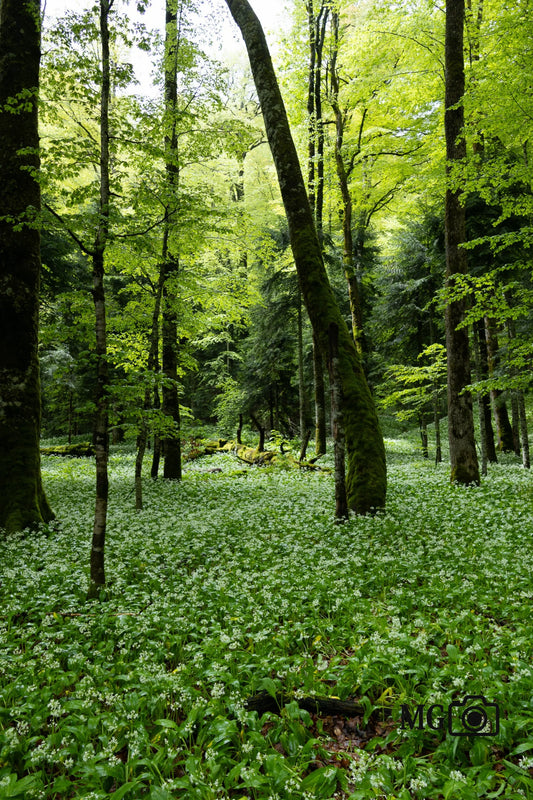 Bärlauchwiese