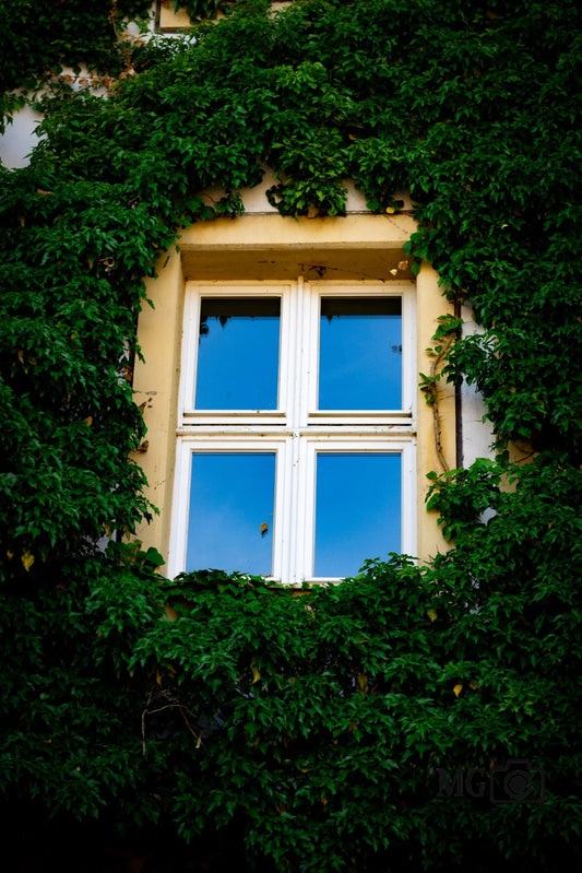 Bewachsenes Fenster