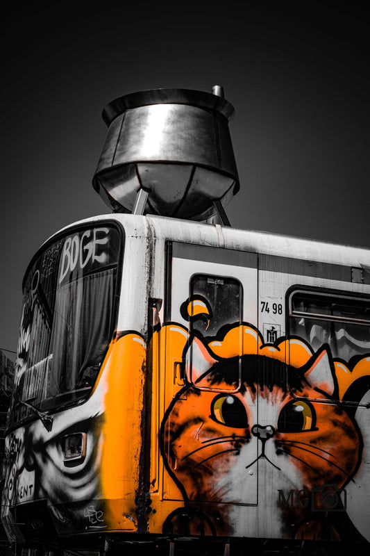 Cat on Track