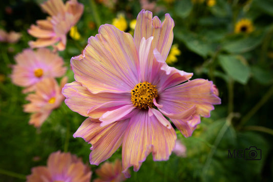 Farbenfrohes Blumenwunder