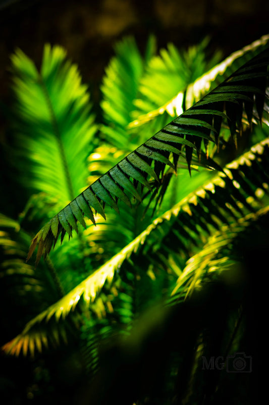 Farn im Sonnenlicht
