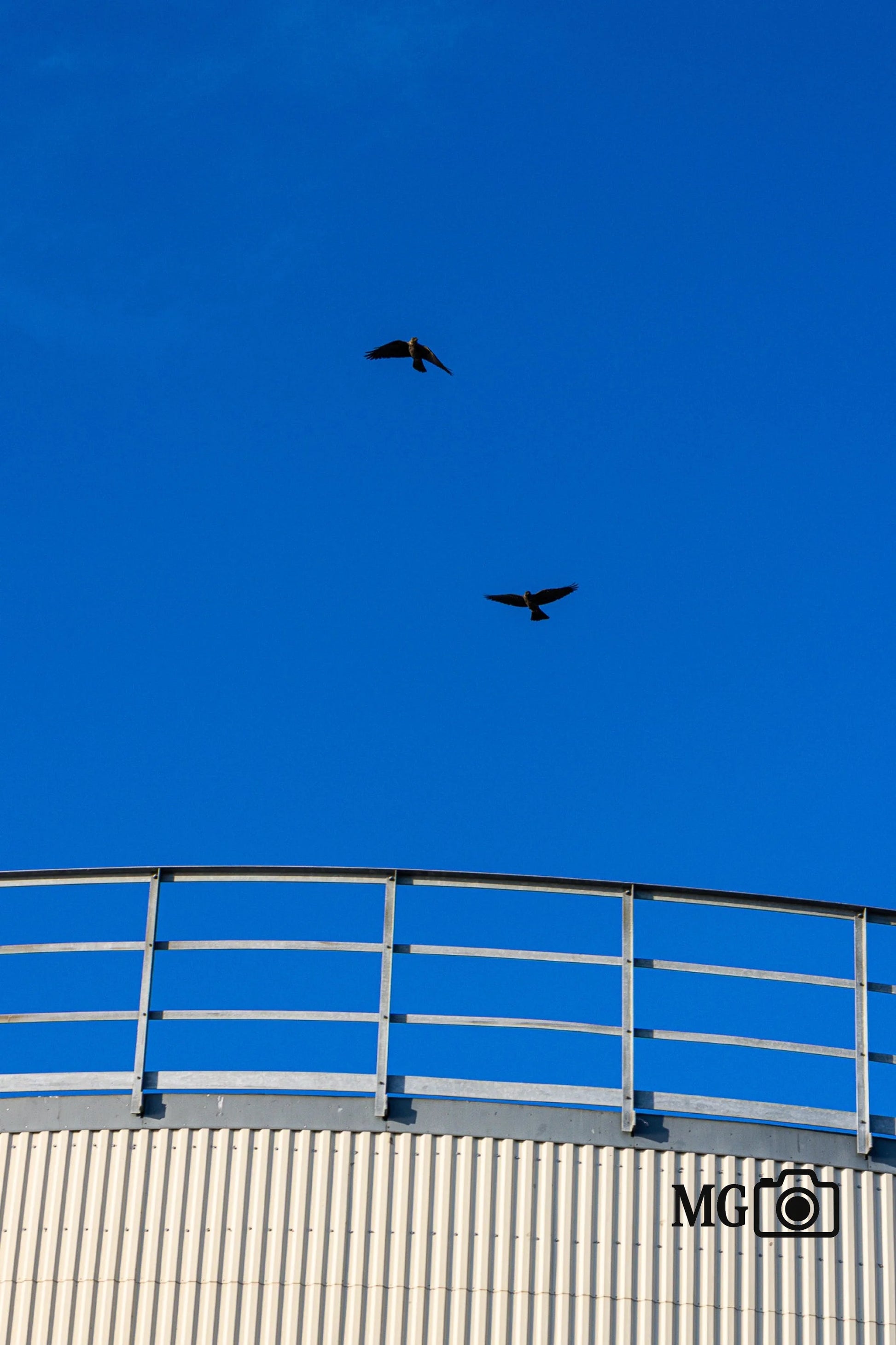 Fliegendes Vogelpärchen