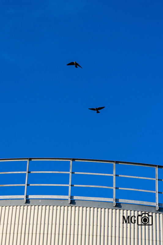 Fliegendes Vogelpärchen