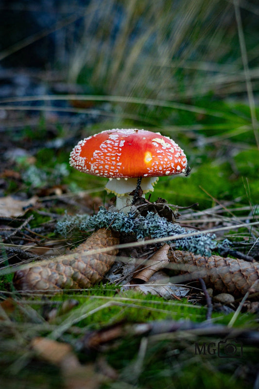 Fliegenpilz
