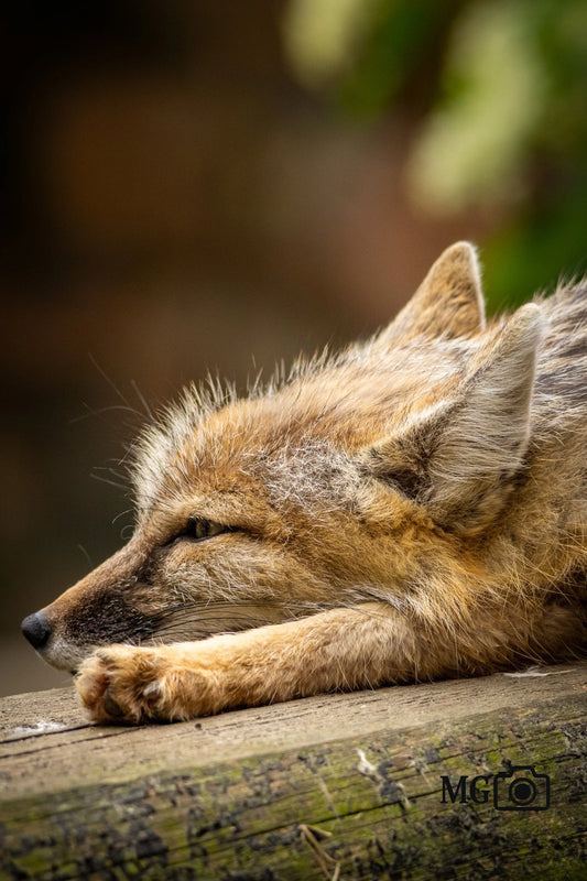 Junger Fuchs