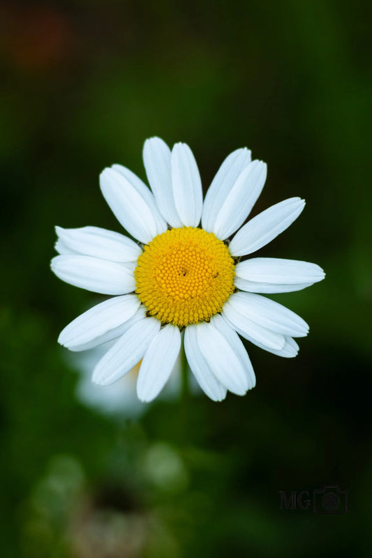 Kleine Margerite