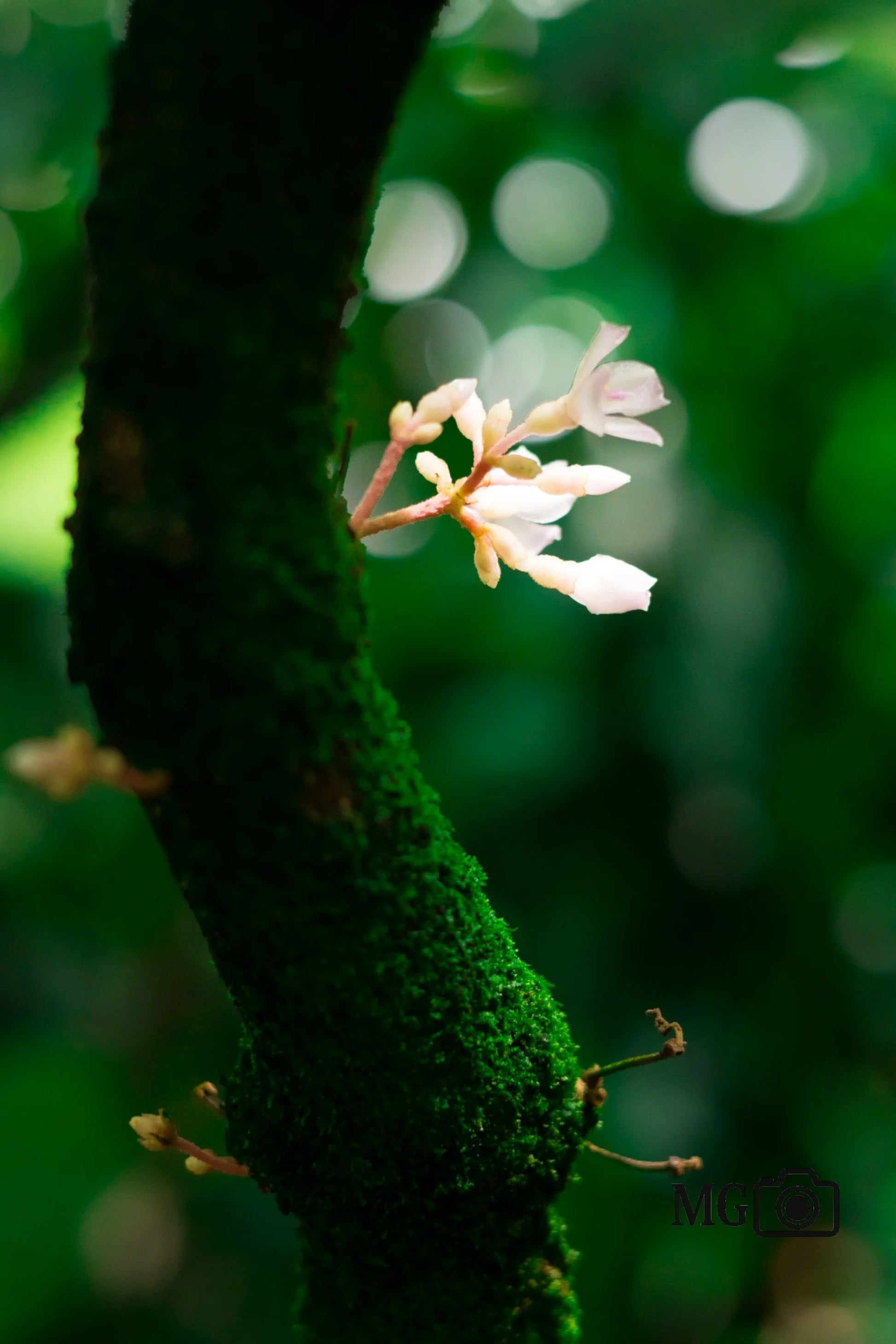 Mikrokosmos Wald