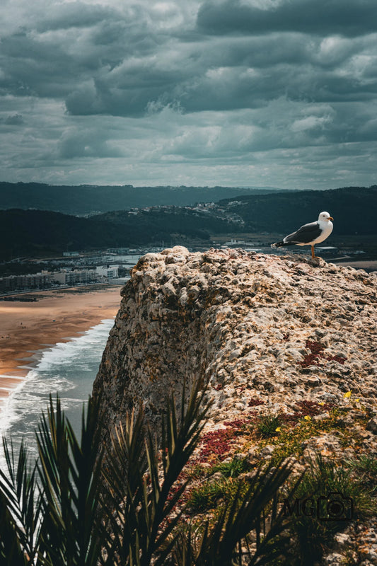 Möwe an der Klippe
