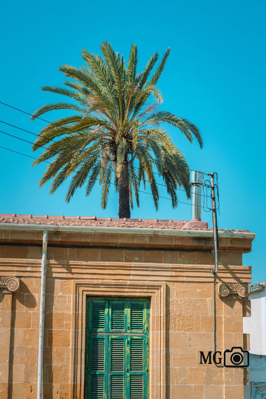 Palmenhaus