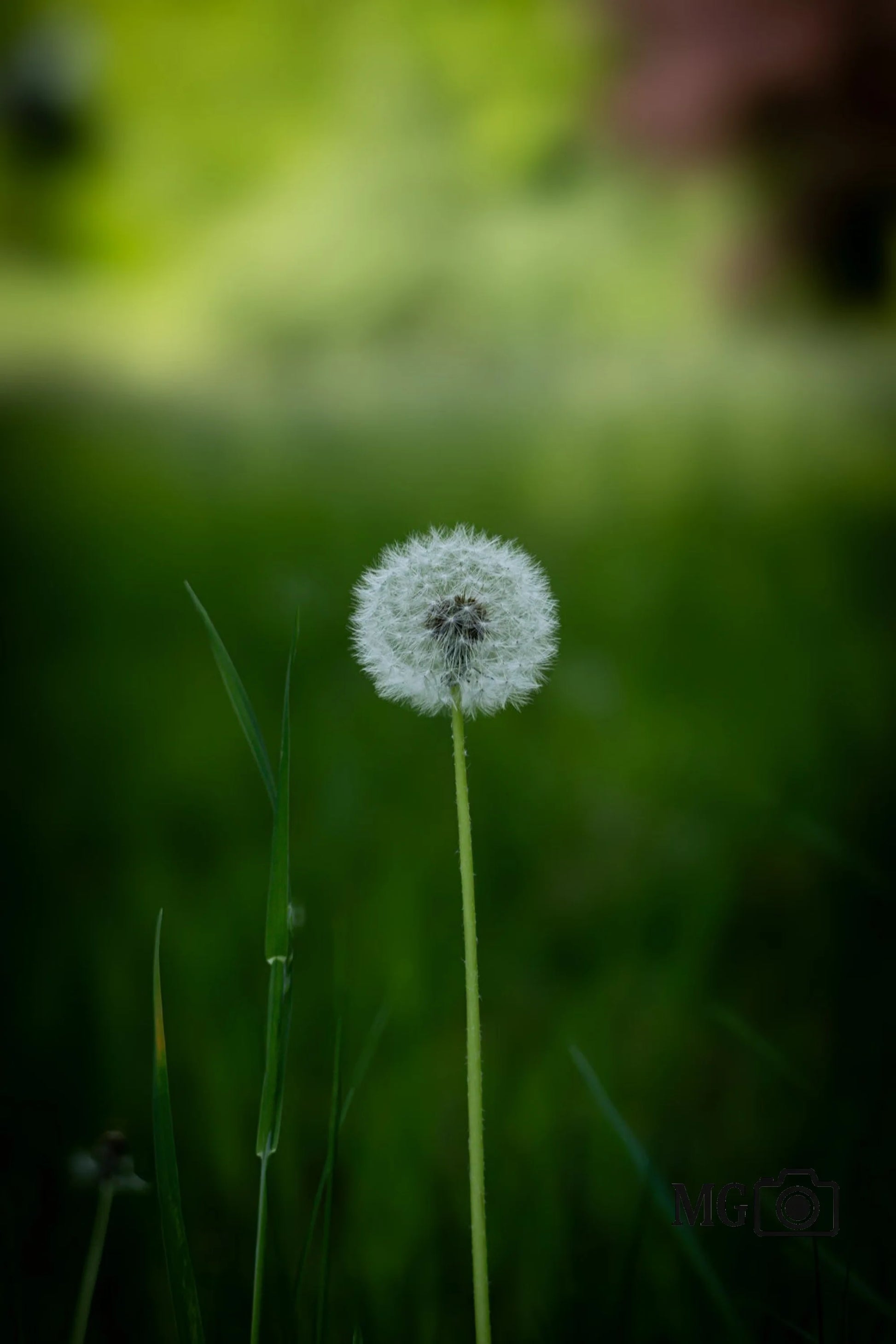 Pusteblume