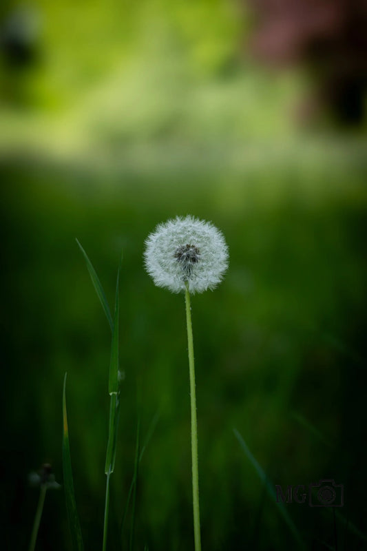 Pusteblume