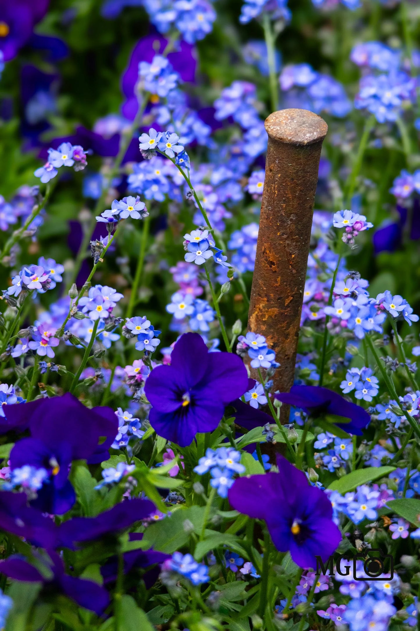 Rost im Blumenmeer