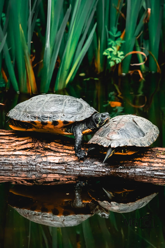 Schildkröten-Pärchen