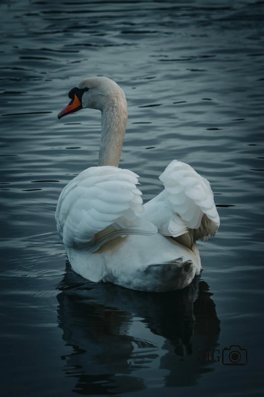 Schwan