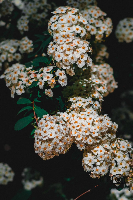 Weißes Blumenmeer