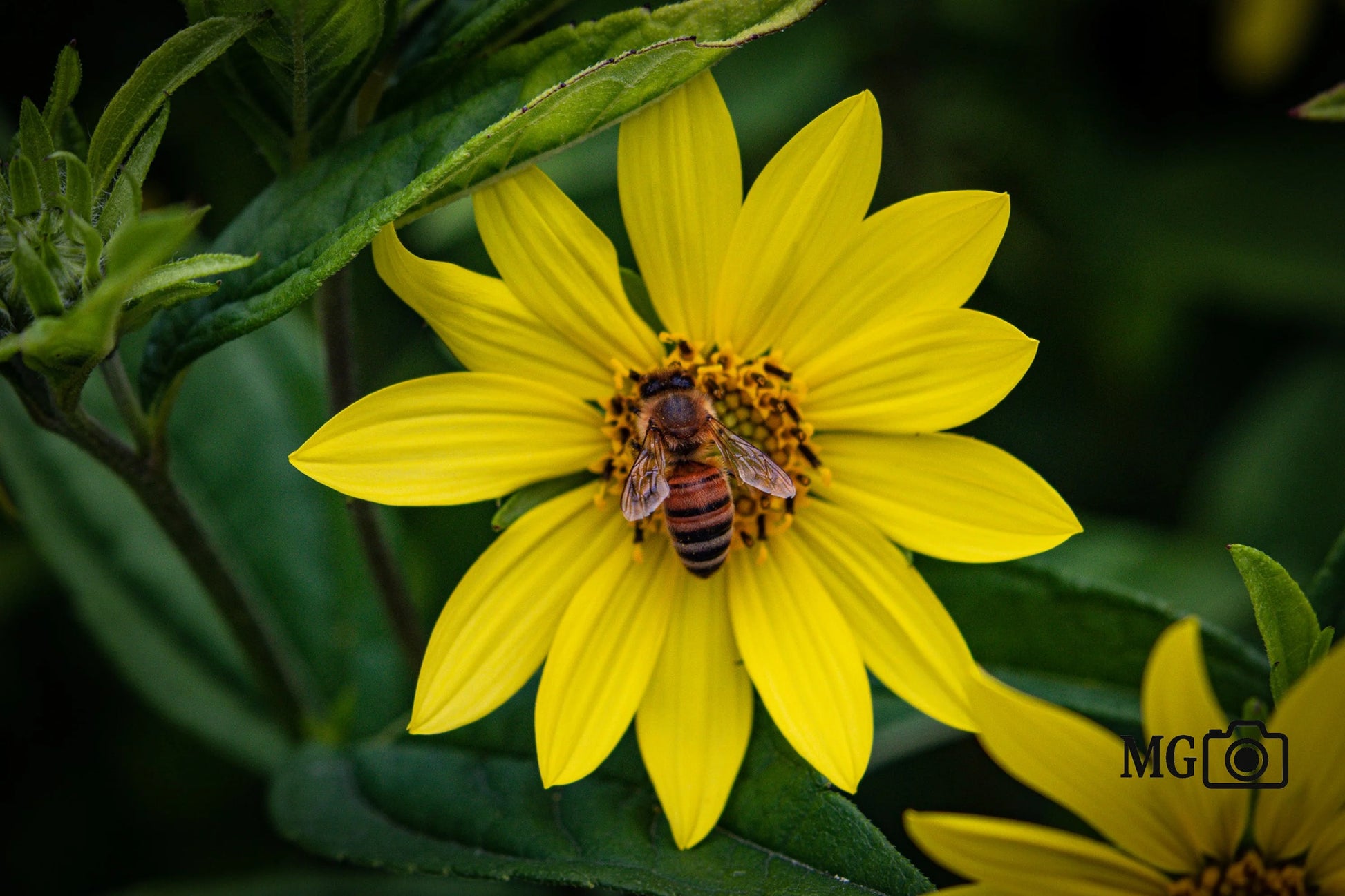 Wespenblume