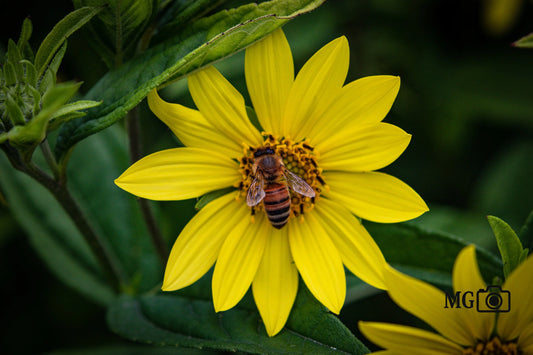 Wespenblume